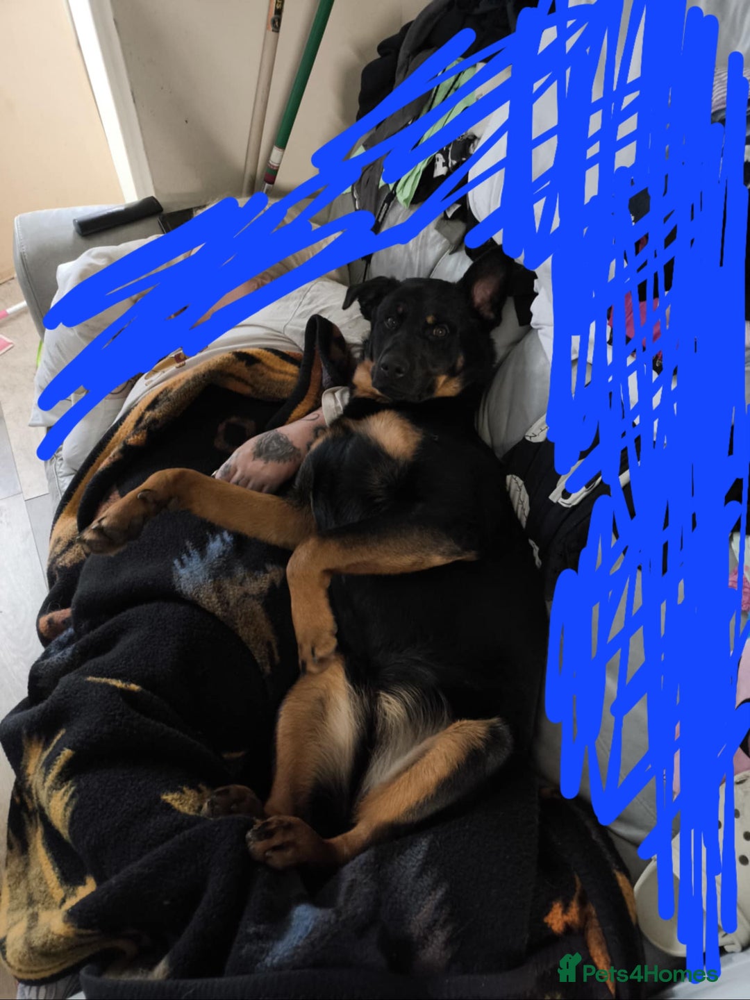 Mixed Breed dogs for sale: 1 year old - Advert 4