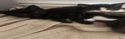 British Shorthair cats for sale: British short hair mix  - Advert 5