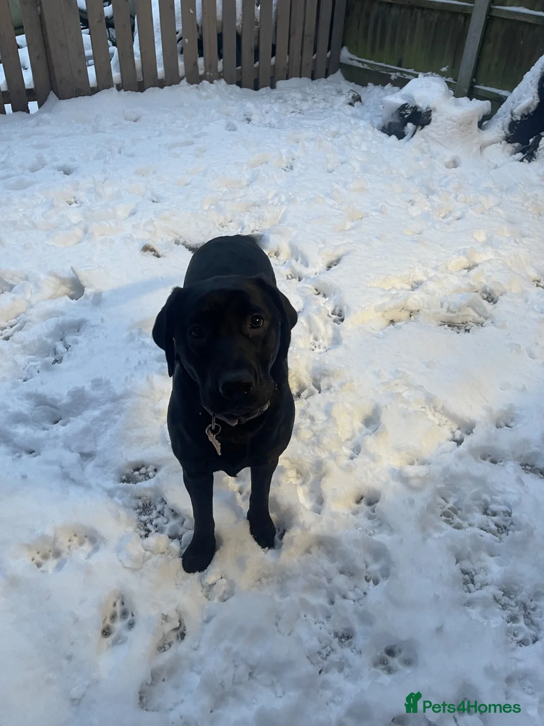 Labrador Retriever dogs for sale: 3 year old black Labrador retriever  in Stafford - Advert 6