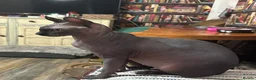 Mixed Breed cats for sale: Mixed breed kittens available for new home  - Advert 1