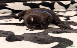 Mixed Breed dogs for sale: 6 beautiful French bulldog x Patterdale pups - Image 6