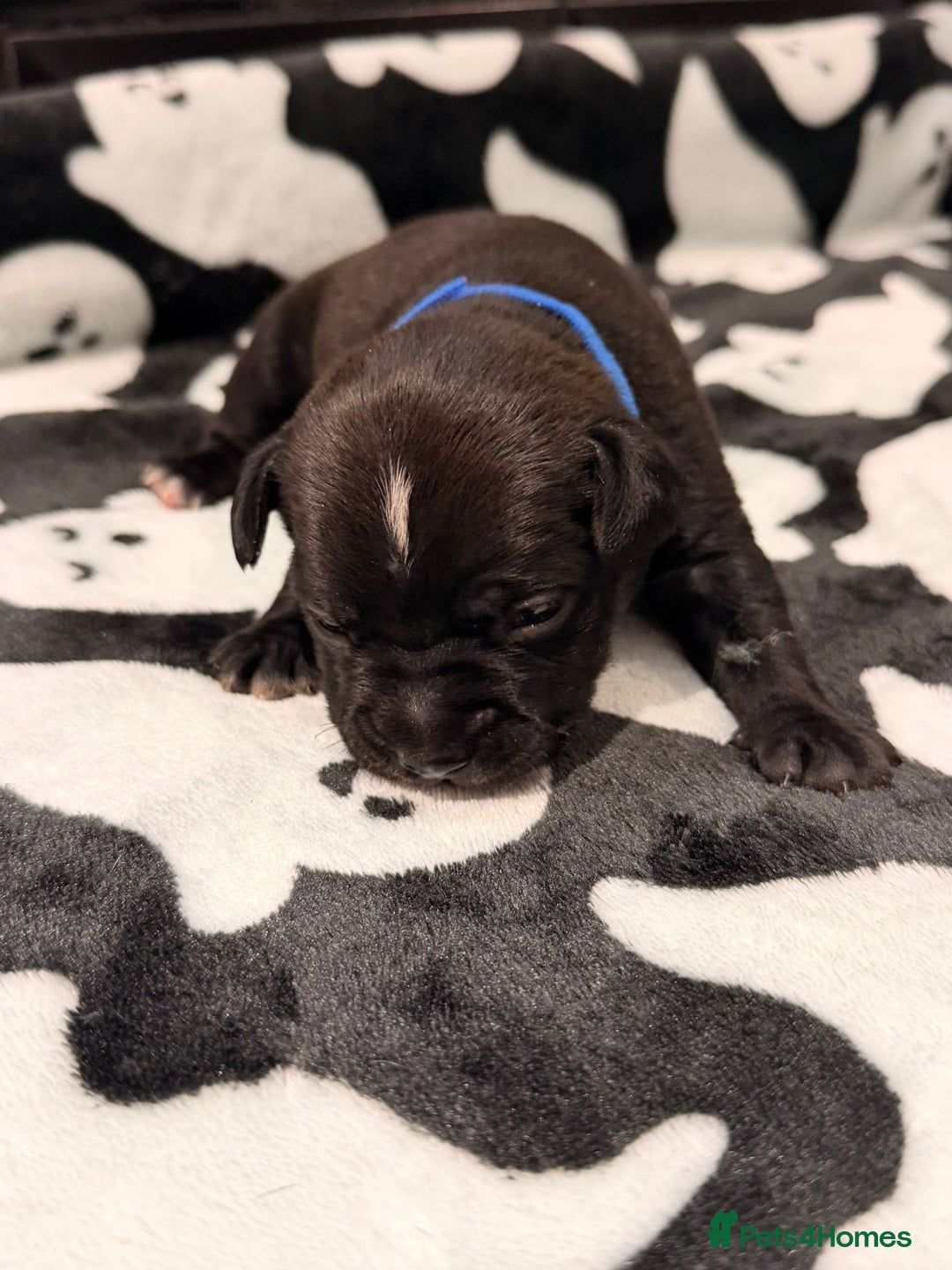 Mixed Breed dogs for sale: 6 beautiful French bulldog x Patterdale pups - Image 6