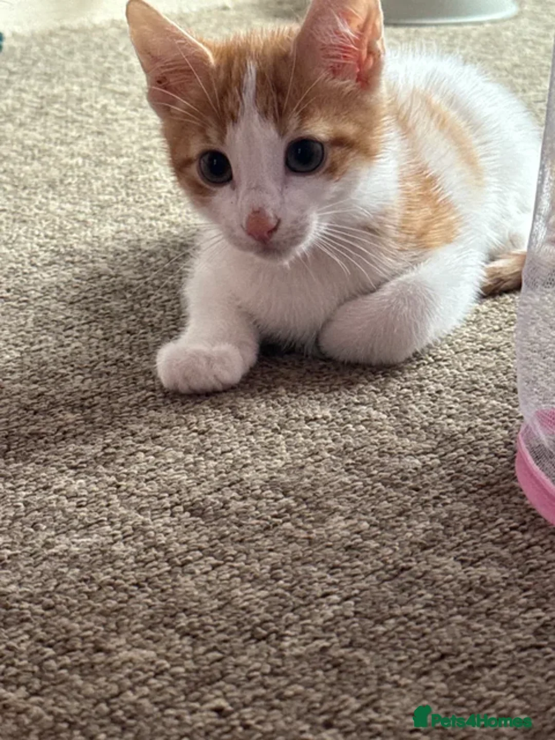 Domestic Shorthair cats for sale: Male kitten for sale - Advert 2