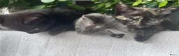 Mixed Breed cats for sale: Sweet sociable kittens - Advert 15