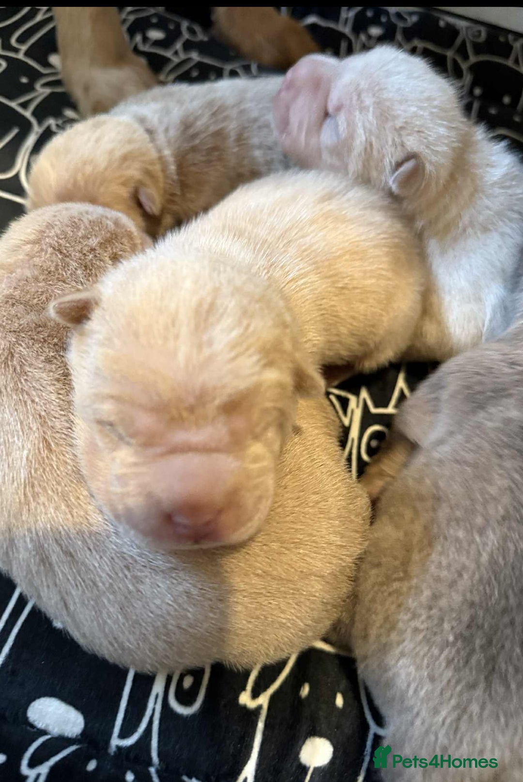 Shar Pei dogs for sale: shar peis - Advert 15