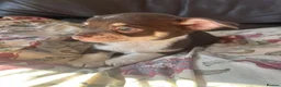 Chihuahua dogs for sale: 5 Beautiful Chihuahua Puppies For Sale  - Advert 11