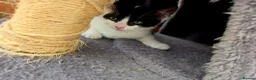 Mixed Breed cats for sale: A girl and a boy are looking new loving homes🥰🫢 - Advert 6