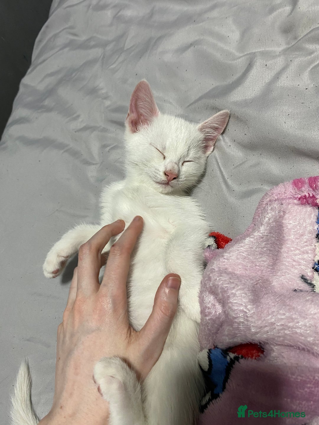 Mixed Breed cats for sale: Kittens ready to go!!😸 - Image 9