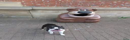 Boston Terrier dogs for stud: Harley - Boston Terrier - 7 Years Old in Stockton-on-Tees - Advert 6