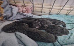 British Shorthair cats for sale: Grey and white  - Image 1