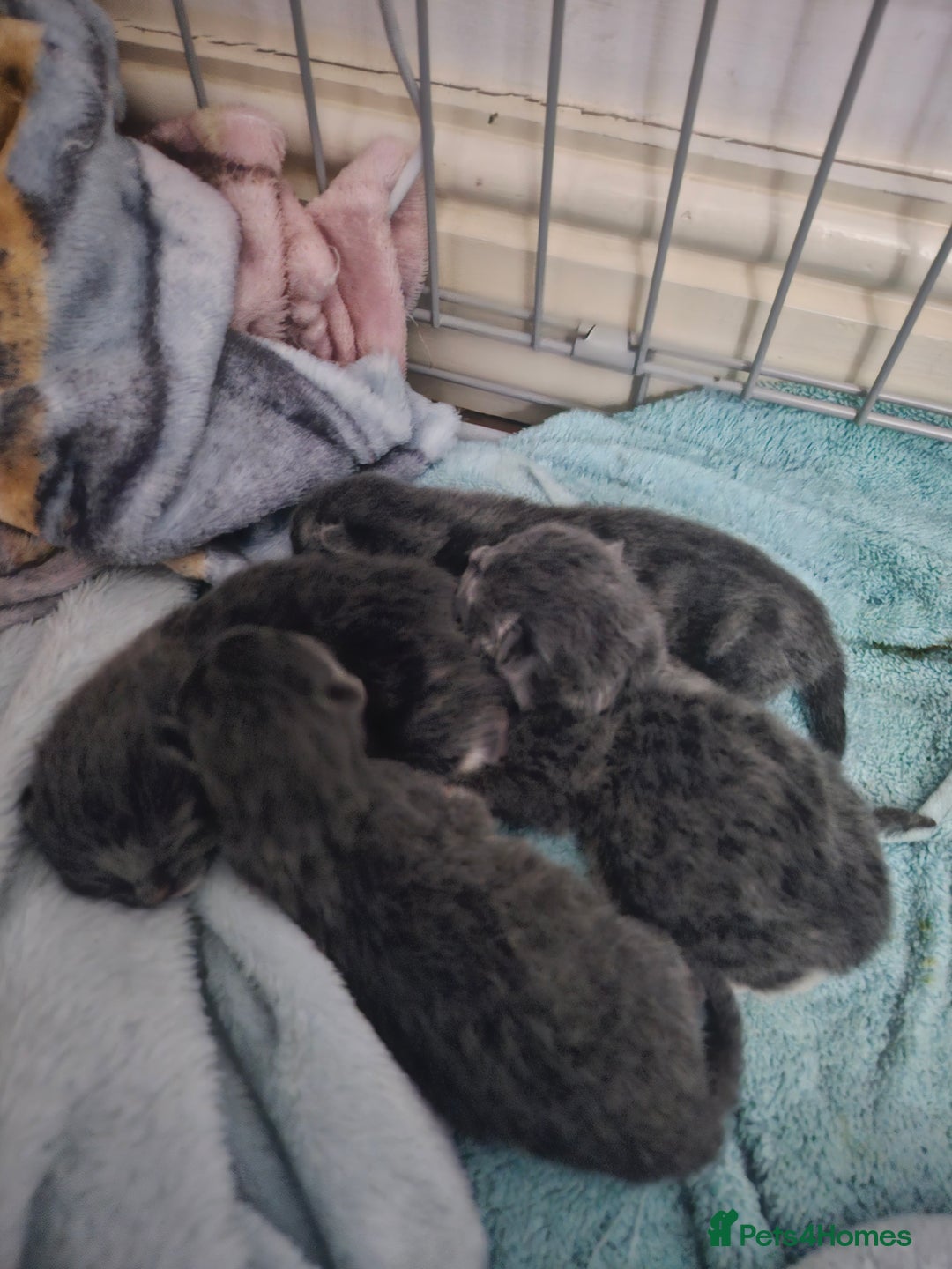 British Shorthair cats for sale: Grey and white  - Image 1
