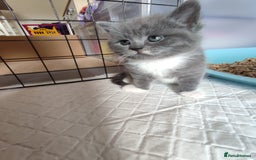 British Shorthair cats for sale: British Shorthair Kittens - Image 16