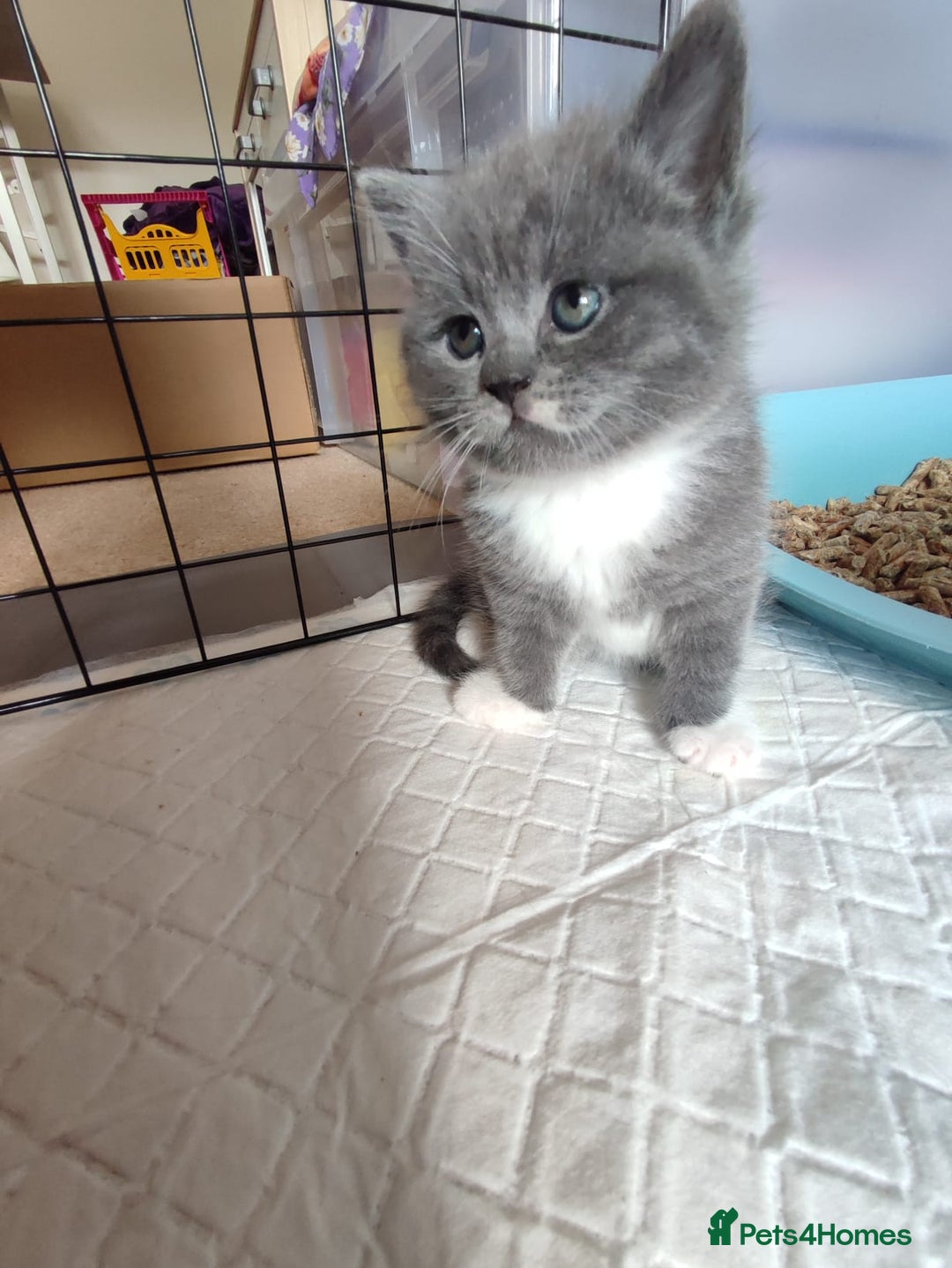 British Shorthair cats for sale: British Shorthair Kittens - Image 16