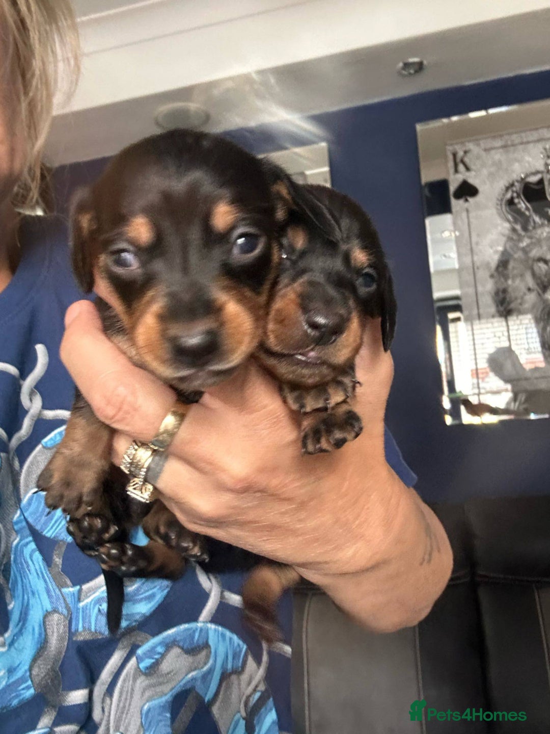 Dachshund dogs for sale: Dachshund pups for sale - Advert 5