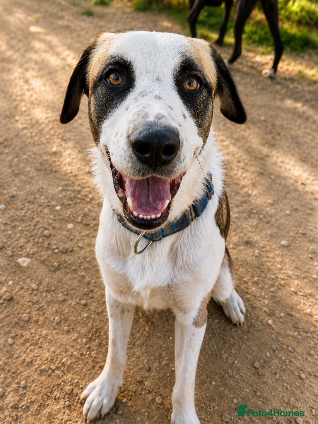 Mixed Breed dogs 🐾 Meet Benji 😍😍 - Advert 18