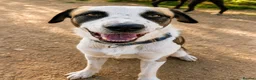 Mixed Breed dogs for adoption: 🐾 Meet Benji 😍😍 - Advert 1