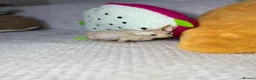 Sphynx cats for sale: Canadian bambino Sphynx kittens  - Advert 24