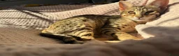 Savannah cats for sale: F6 Savannah kitten - Advert 7