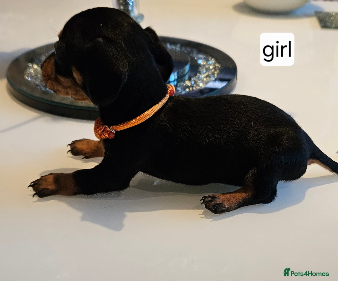 Dachshund dogs for sale: Miniature daschunds looking for their forever home in Redcar - Image 10