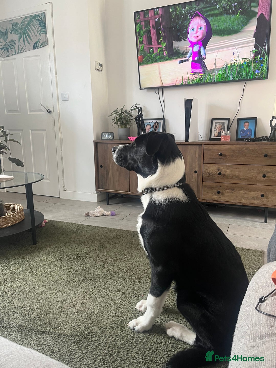 Mixed Breed dogs for sale: Elvis - Image 6