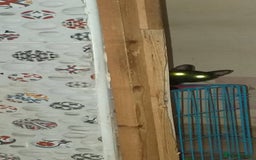 Mixed Breed cats for adoption: Tortie - super affectionate, chatty and loving - Image 2