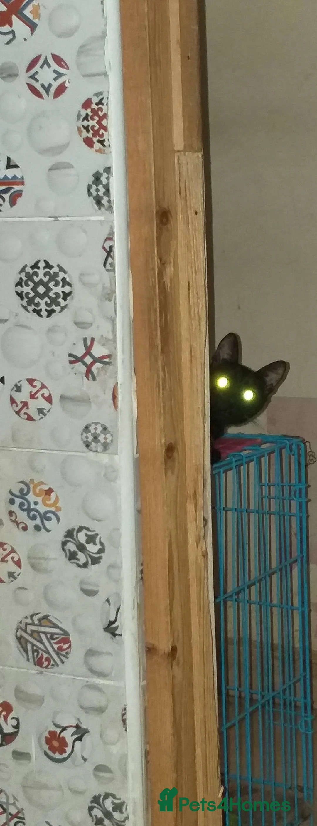 Mixed Breed cats for adoption: Indoor Tortie - super affectionate, chatty, loving - Advert 8