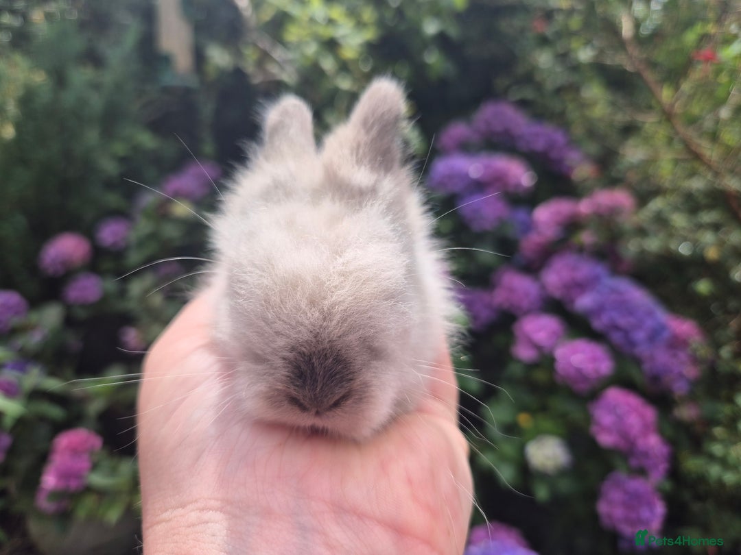 Angora rabbits for sale: 🧡Teddydwerg babies- Imported parents🧡 - Image 5