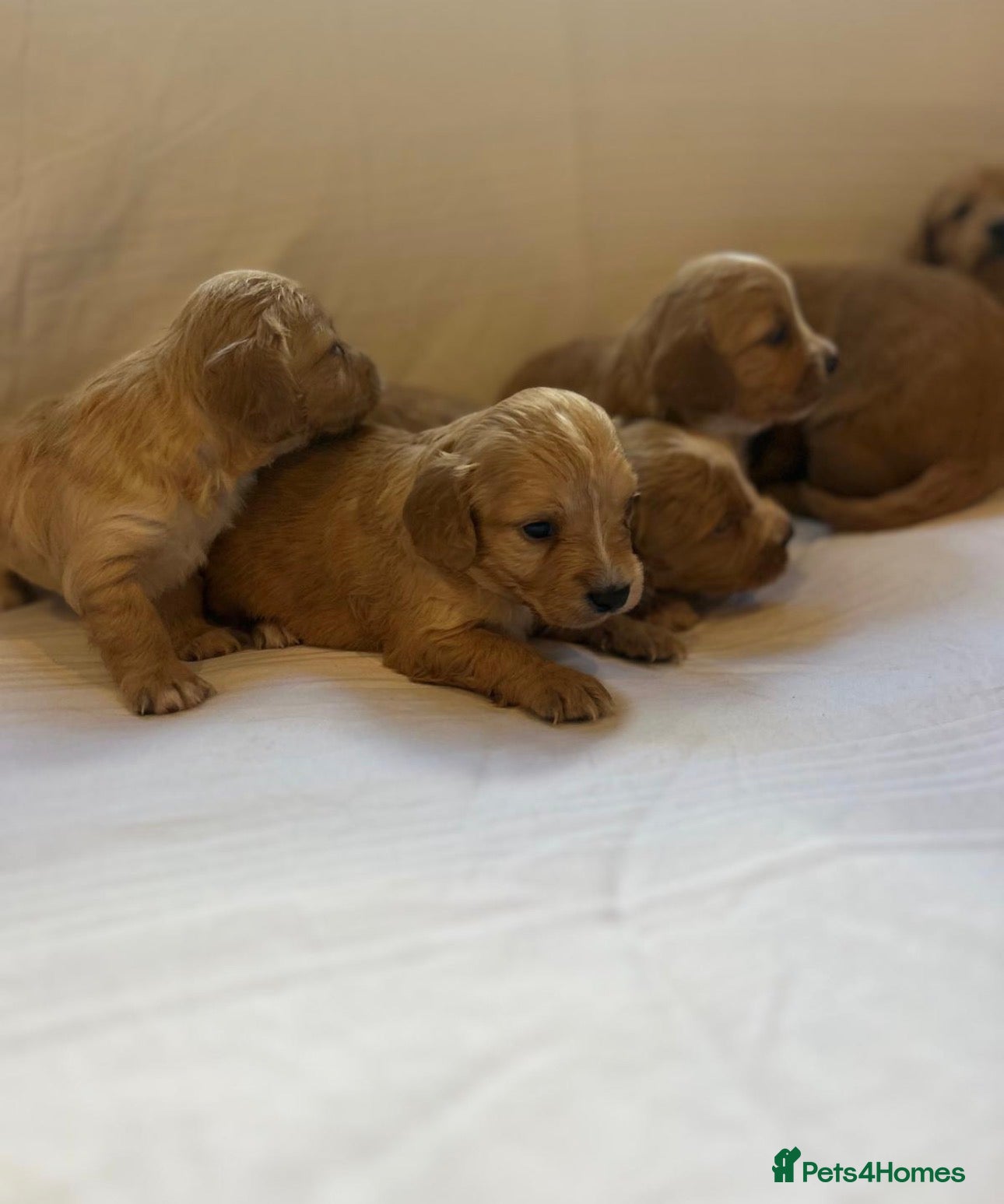 Cockapoo dogs F2 cockapoo puppies PRA clear  - Advert 1