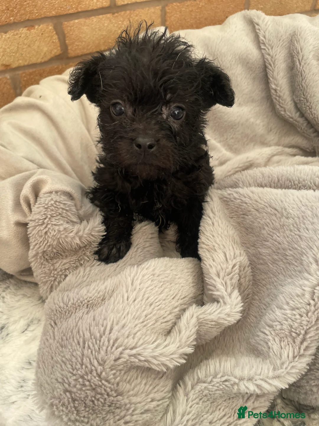 Mixed Breed dogs for sale: Adorable Frenchie-Poodle  **last male  - Advert 7