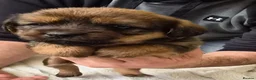 Mixed Breed dogs for sale: Jack Tzu Puppies - Advert 8
