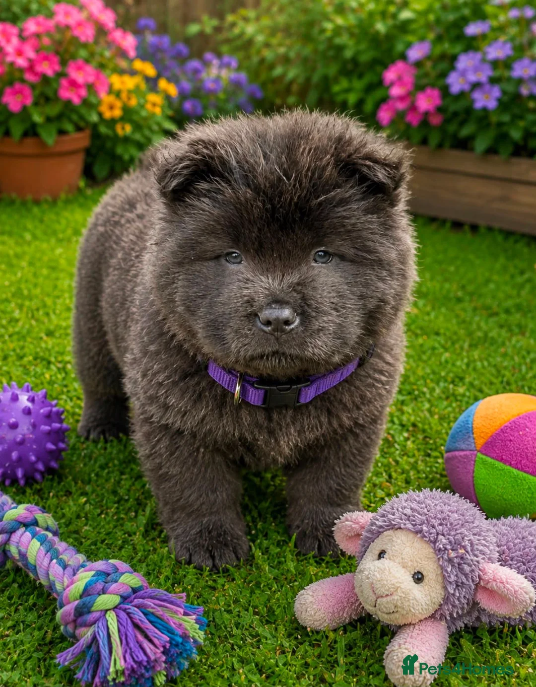 Chow Chow dogs for sale: Beautiful Chow Chow Puppies  in Rotherham - Advert 9