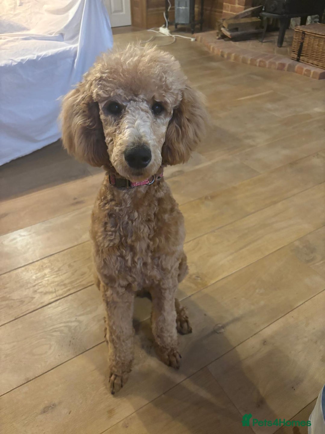 Standard Poodle dogs for sale: Beautiful Red Standard Poodles 3 Puppies Available - Image 3
