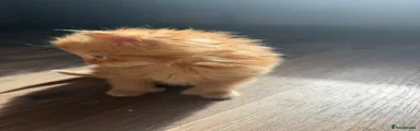 Mixed Breed 1