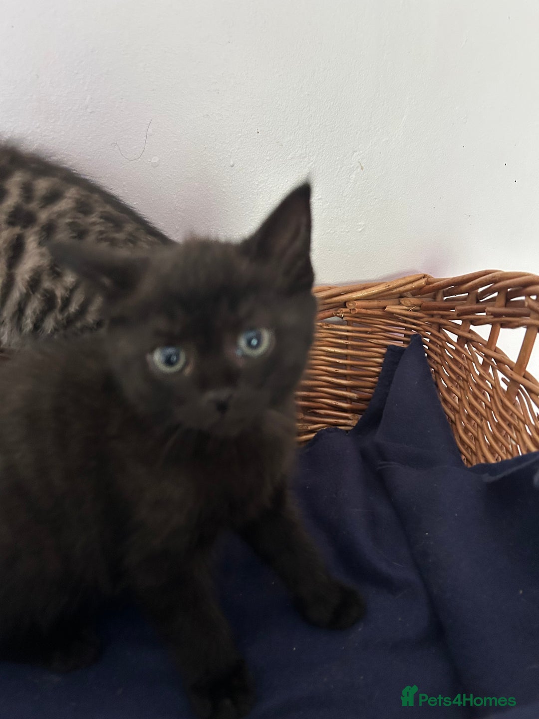 Mixed Breed cats for sale: Mixed Breed Kittens available - Image 2