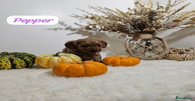 Cavapoo dogs - Advert 3