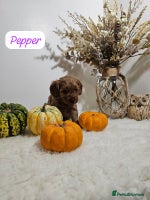 Cavapoo dogs - Advert 11