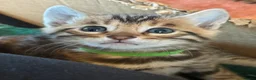 Bengal cats for sale: Stunning TICA registered Bengal kittens - Advert 4