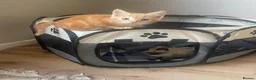 Mixed Breed cats for sale: Two kittens looking for their forever families  in Glasgow - Advert 14