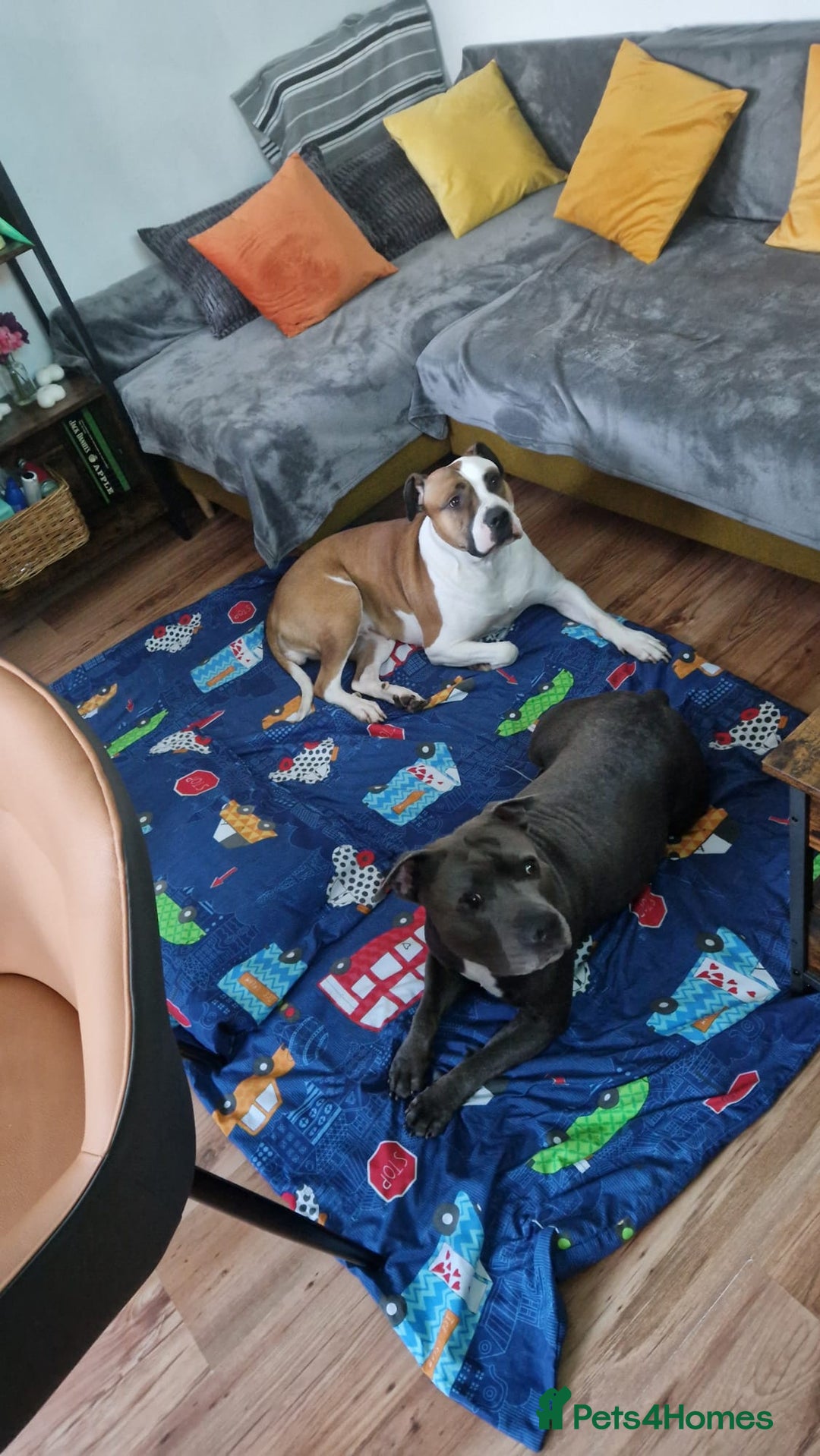 American Bulldog dogs for sale: 11 little hearts need their forever home - Advert 15