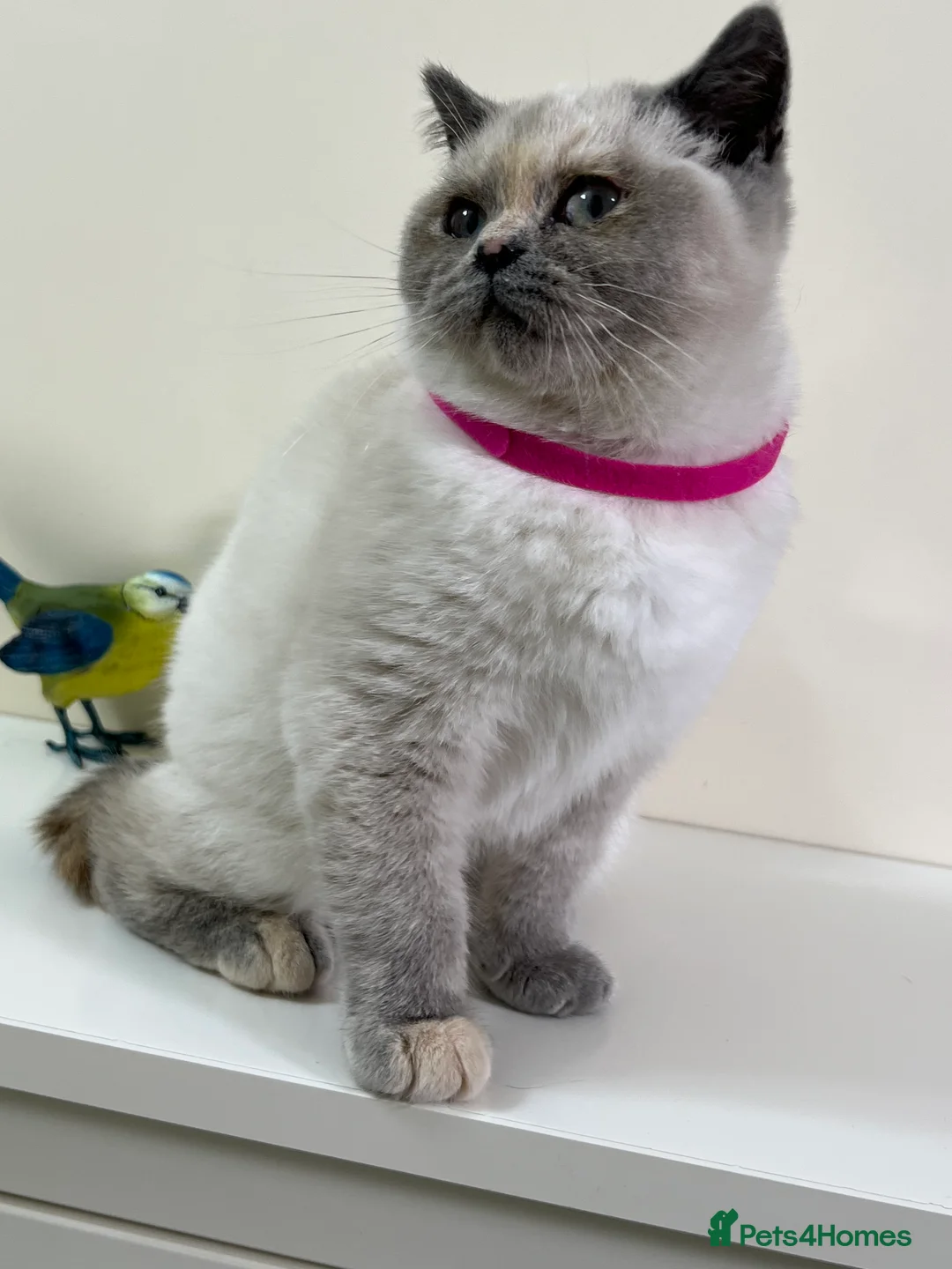 British Shorthair cats for sale: British Longhair & British Shorthair. - Advert 5