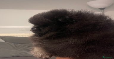 Pomeranian dogs - Advert 9