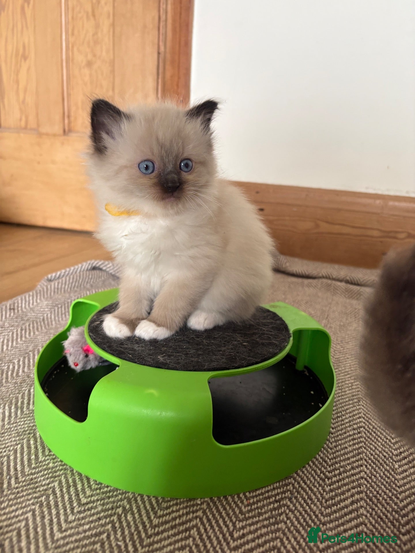 Ragdoll cats for sale: GORGEOUS RAGDOLL KITTENS – 🤍🐾 - Advert 4