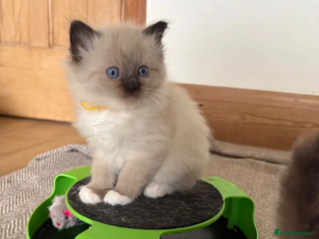 Ragdoll cats for sale: GORGEOUS RAGDOLL KITTENS – 🤍🐾 - Advert 4