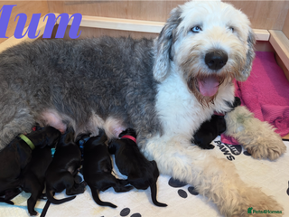 Sheepadoodle dogs Tuxedo Sheepadoodle puppies - Advert 14