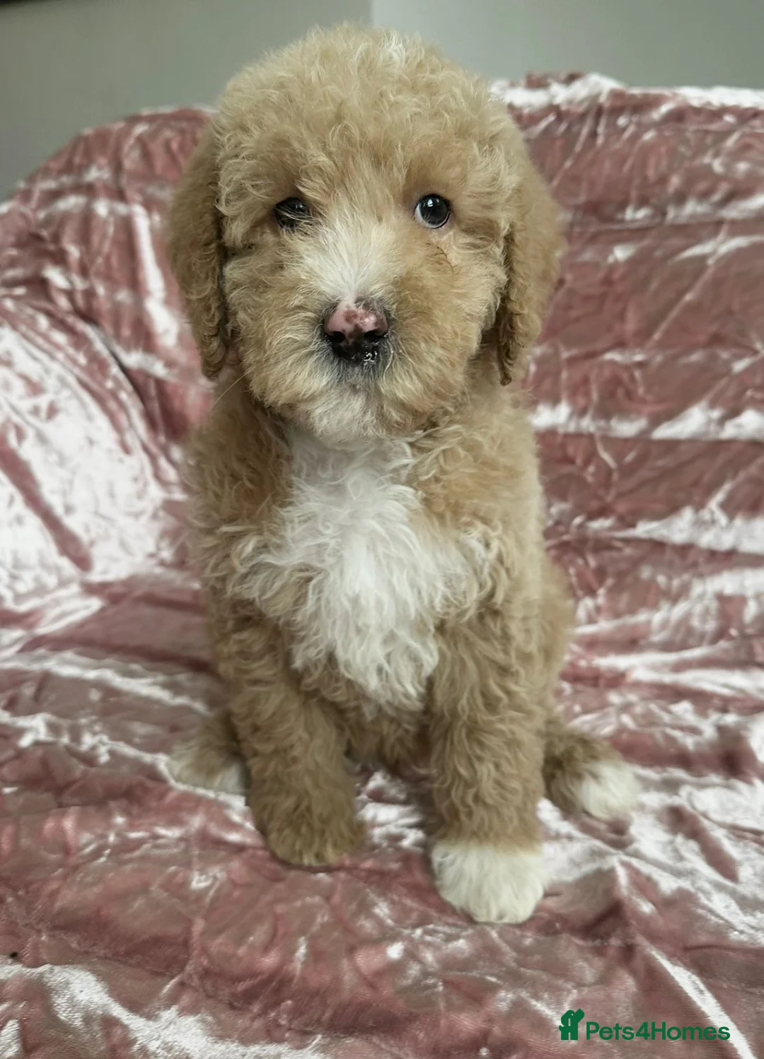 Goldendoodle dogs for sale: Beautiful doodles looking for forever homes - Advert 32