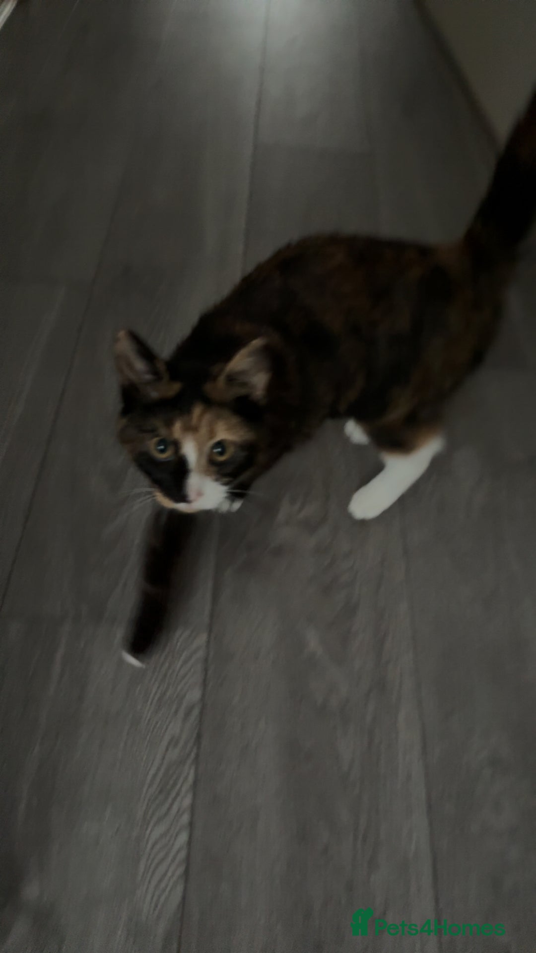 Mixed Breed cats for sale: Two female kittens for sale- black and calico  - Advert 16