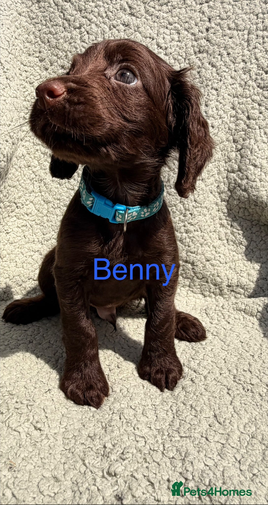 Cocker Spaniel dogs for sale: Working cocker spaniels  - Advert 14