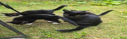 Domestic Shorthair cats for sale: Beautiful Kittens Ready for Their Forever Homes! - Advert 3