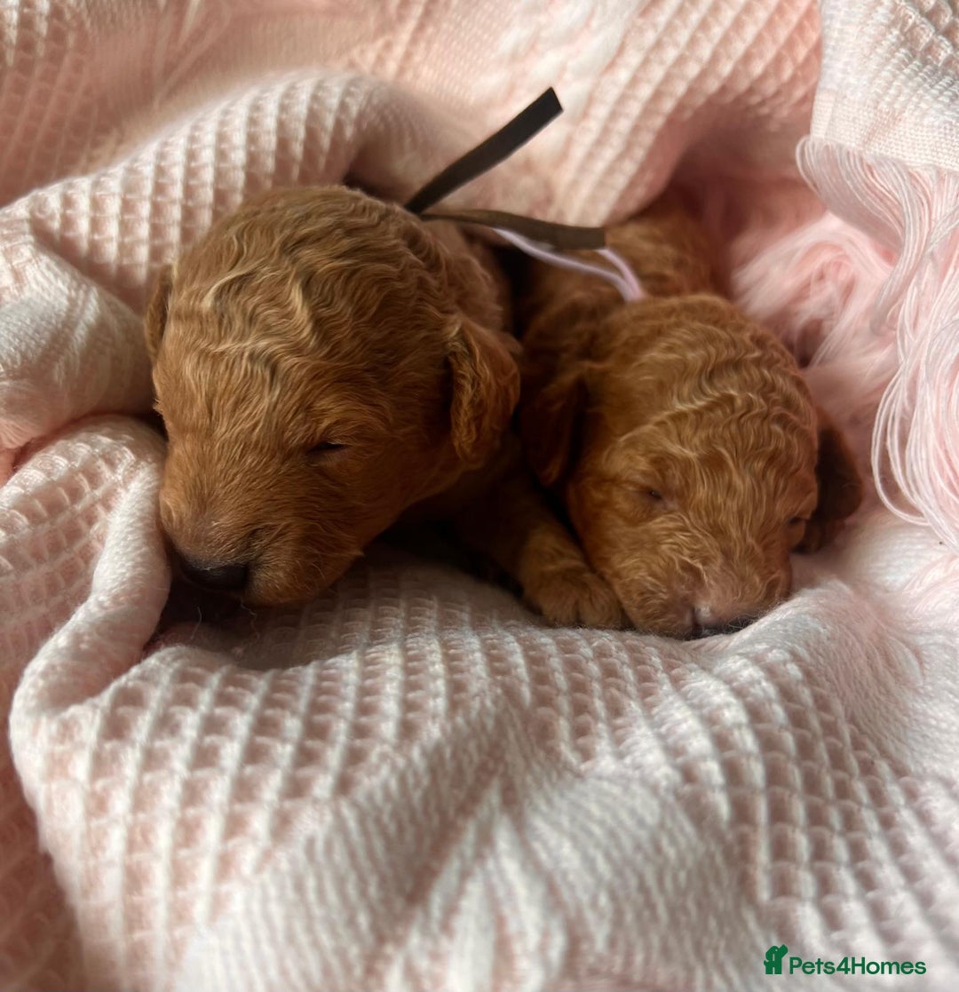 Toy Poodle dogs for sale: 🤎🐾 Beautiful Puppies Available 🤎🐾 - Advert 1