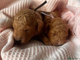 Toy Poodle dogs 🤎🐾 Beautiful Puppies Available 🤎🐾 - Advert 1
